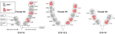 In utero position matters for littermate cell transfer in mice: an additional and confounding source with maternal microchimerism